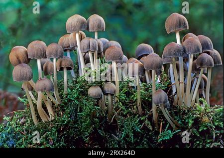 Glistening Inkcap (Coprinus micaceus) is a not recognised edible mushroom although its toxicity is not attested (Shiny Cap) (Glistening Inkcap) Stock Photo