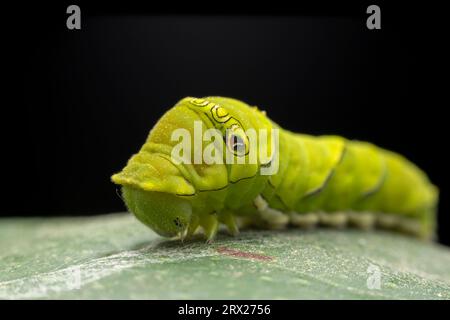 Papilio xuthus larva in the wild state Stock Photo