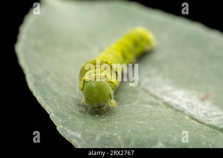 Papilio xuthus larva in the wild state Stock Photo