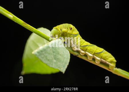 Papilio xuthus larva in the wild state Stock Photo