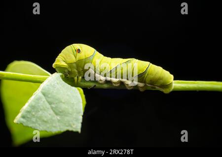 Papilio xuthus larva in the wild state Stock Photo