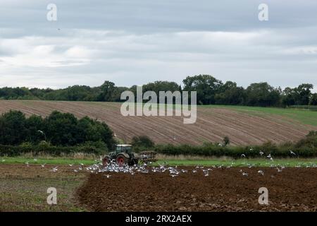 Farmer using a tractor to plough a field with seagulls following on 5th September 2023 in Bibury, United Kingdom. A plough or plow is a farm tool for loosening or turning the soil before sowing seed or planting. Ploughs were traditionally drawn by oxen and horses but in modern farms are drawn by tractors. A plough may have a wooden, iron or steel frame with a blade attached to cut and loosen the soil. Stock Photo
