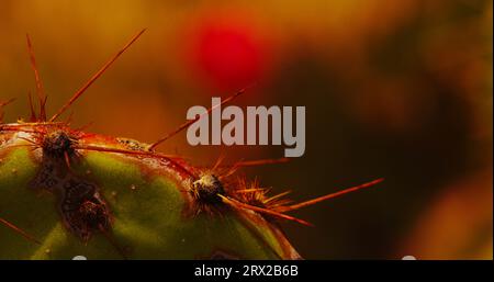 Beavertail prickly pear cactus amongst other flowering and blooming cacti in Arizona's Sonoran Desert. Stock Photo