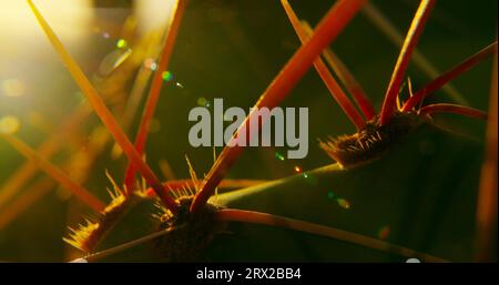 Prickly pear cactus macro study with a blazing setting sun in Arizona's Sonoran Desert. Stock Photo