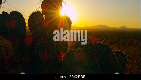 Prickly Pear cactus, gently silhouetted and backlit by the setting sun, sways in the wind with a rich variety of desert flora. Stock Photo