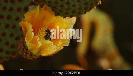 A leafcutter bee collects pollen from a blind prickly pear cactus (Opuntia rufida) then lifts off, scattering loose pollen grains as it flys away. Stock Photo