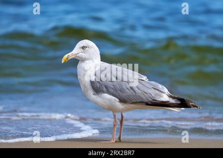 European herring gull (Larus argentatus) standing in the sand in front of the outgoing waves of the Baltic Sea Stock Photo