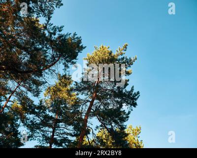 Tall pine trees in the forest against the sky Stock Photo
