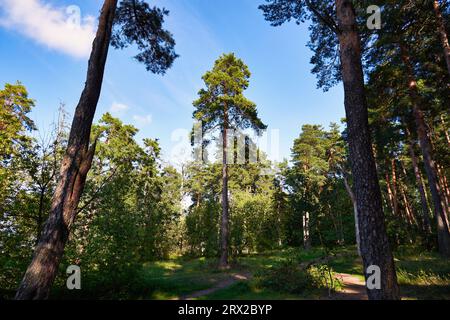 Tall pine tree in the summer forest. Walk in the pine forest Stock Photo