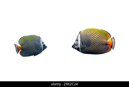 Collare butterflyfish isolated on white background. Redtail ...