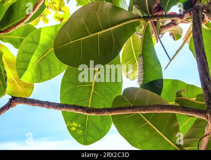 Attacus atlas Butterfly large caterpillar crawling on tropical almond tree. Terminalia catappa green leaves and worm by blue sky Stock Photo