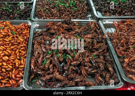 Deep fried spicy crickets insects at night street food market. Roasted grasshoppers bugs on counter sale in Asia. Exotic natural locusts meal selling Stock Photo