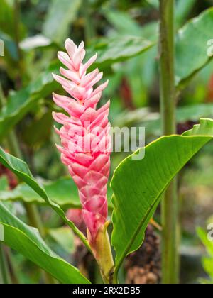 Red ginger (Alpinia purpurata) growing in the rainforest at Playa Blanca, Costa Rica, Central America Stock Photo