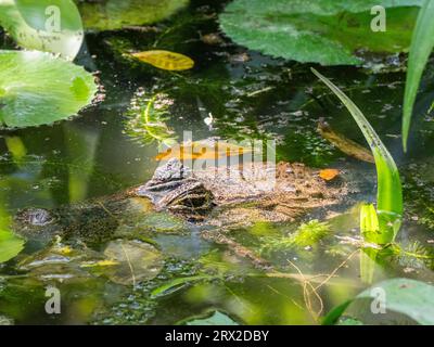 An adult spectacled caiman (Caiman crocodilus) in a fresh water pond during the day, Rio Seco, Costa Rica, Central America Stock Photo