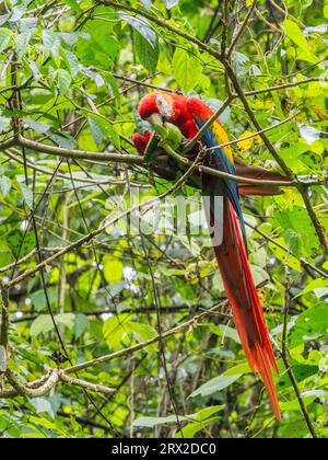 An adult scarlet macaw (Ara macao) feeding on fruit at Playa Blanca, Costa Rica, Central America Stock Photo