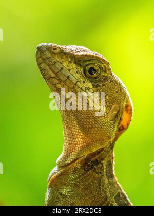 A juvenile male common basilisk (Basiliscus basiliscus) on a tree next to a stream in Caletas, Costa Rica, Central America Stock Photo