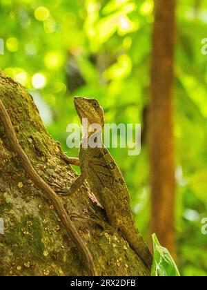 A juvenile male common basilisk (Basiliscus basiliscus) on a tree next to a stream in Caletas, Costa Rica, Central America Stock Photo