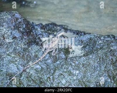 An adult female common basilisk (Basiliscus basiliscus) on a rock next to a stream in Caletas, Costa Rica, Central America Stock Photo