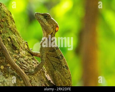 A juvenile male common basilisk (Basiliscus basiliscus) on a tree next to a stream in Caletas, Costa Rica, Central America Stock Photo