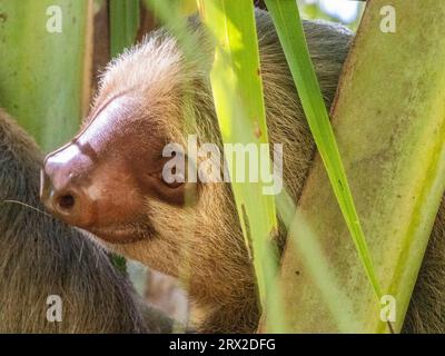 An adult mother Hoffmann's two-toed sloth (Choloepus hoffmanni) in a tree at Playa Blanca, Costa Rica, Central America Stock Photo