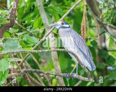 An adult yellow-crowned night heron (Nyctanassa violacea) along the shoreline at Playa Blanca, Costa Rica, Central America Stock Photo