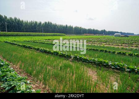 Beautiful field scenery in autumn, North China Stock Photo