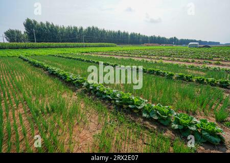 Beautiful field scenery in autumn, North China Stock Photo