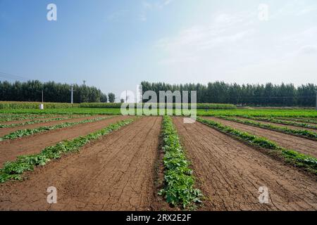 Beautiful field scenery in autumn, North China Stock Photo