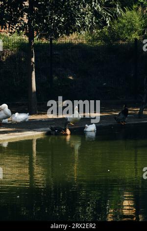 Ducks and geese near a small pond in the center of Tbilisi in summer. Trip to Georgia. Fauna in the town in the park, domestic waterfowl Stock Photo