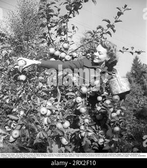 The apple tree in the 1940s. The young fashion model and actress Haide Göransson, 1928-2008 picking apples from the tree. Sweden 1949. Kristoffersson ref AT6-12 Stock Photo