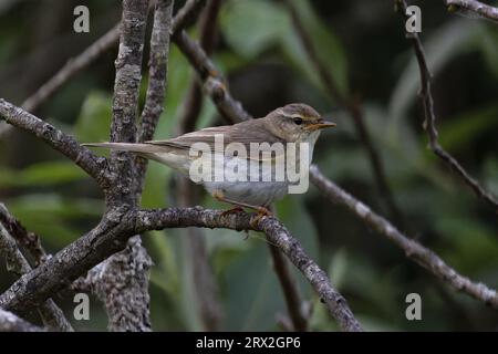 Willow Warbler (Phylloscopus trochilus) Norfolk June 2023 Stock Photo