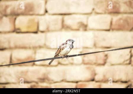 Portrait of Eurasian Tree Sparrow - Passer montanus common perching bird.House sparrow female songbird (Passer domesticus) sitting singing on wire Stock Photo