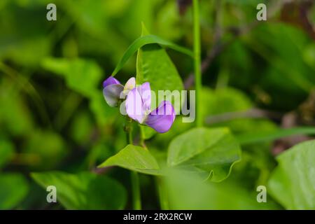 Close up of the Beautiful purple cowpea flower blooming in the garden. Pink flower of the Vigna unguiculat. Cowpeas flower. With selective focus Stock Photo