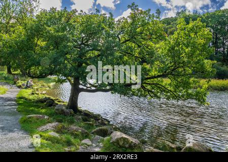 The river Brathay on the Cumbrian Way at Elterwater near Ambleside in the Lake DSistrict. Tranquill scene by the Elter Water in the Lake District Nati Stock Photo