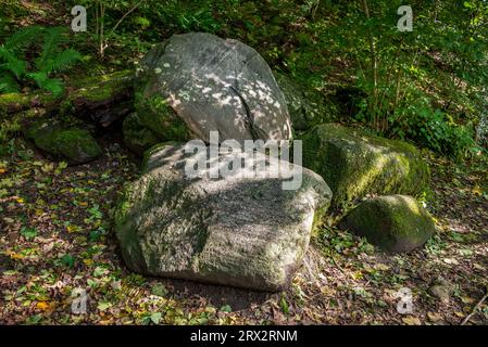 Giant moss covered boulders rest on the forest floor in dappled sunlight. Stock Photo