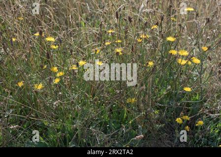 Smooth hawksbeard (Crepis capillaris) flowering with other grasses and broad-leaved plants in disturbed waste ground, Berkshire, August Stock Photo