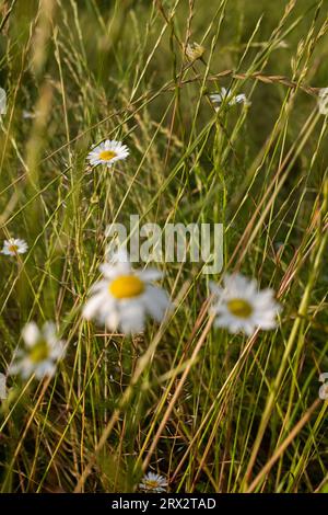 daisies flowers in a green grass Stock Photo