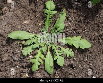 Shepherd's purse (Capsella bursa-pastoris) leaf rosette of weed plant in a garden flower bed before flowering, Berkshire, June Stock Photo