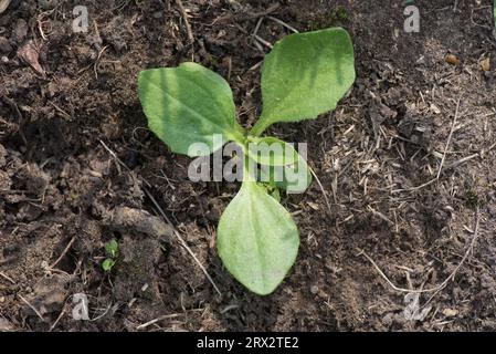 Broadleaf plantain, greater plantain (Plantago major) first true leaves of young weed plant seedling in a garden flower bed, Berkshire, June Stock Photo