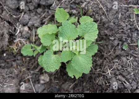 red dead-nettle (Lamium purpureum) young annual herbaceous weed plant with rounded triangular leaves in a garden flower bed, Berkshire, June Stock Photo
