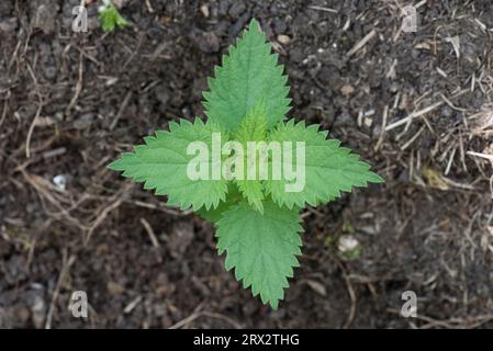Stinging nettle (Urtica dioica) seedling herbaceous perennial weed plant with early true leaves in a garden flower bed, Berkshire, June Stock Photo