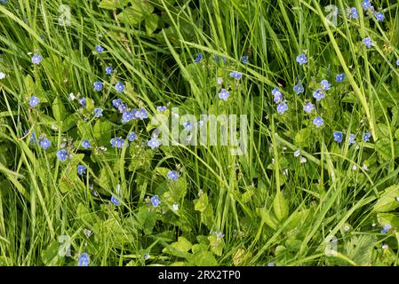 Bird's-eye or gyermander speedwell (Veronica chamaedrys) blue flowers among short grass pasture, Berkshire, May Stock Photo
