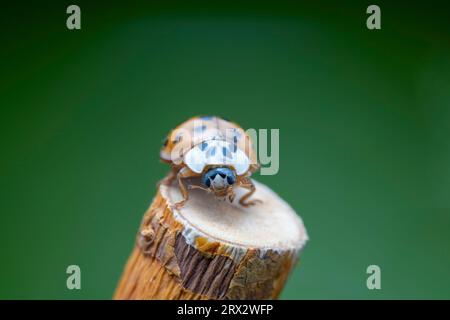 Harmonia axyridis in the wild state Stock Photo - Alamy