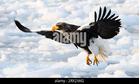 Stellers Sea Eagle (Haliaeetus pelagious), Rausu, Hokkaido, Japan, Asia Stock Photo