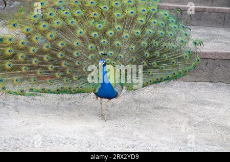 Colorful male peacock side view in Tenerife Stock Photo