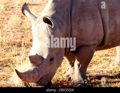 White Rhino, Bagatelle Kalahari Game Ranch, Namibia, Africa Stock Photo