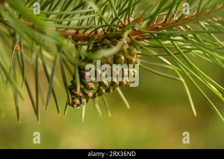Natural close up still life image of single pine cone on a branch. Stock Photo