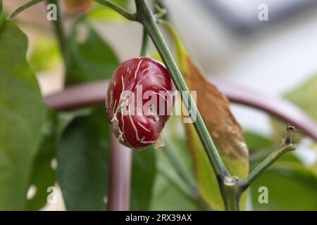 damaged chilli fruit on a homegrown plant Stock Photo