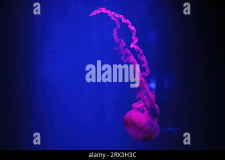 macro shooting under water chrysaora plocamia jellyfish close up Stock Photo