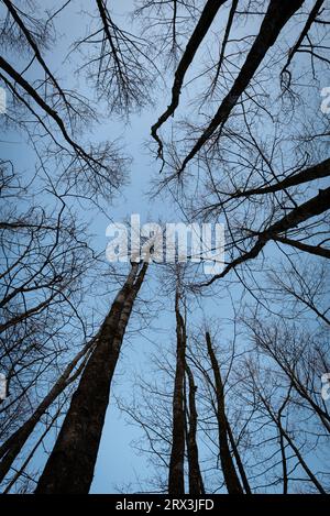 trees seen from below Stock Photo